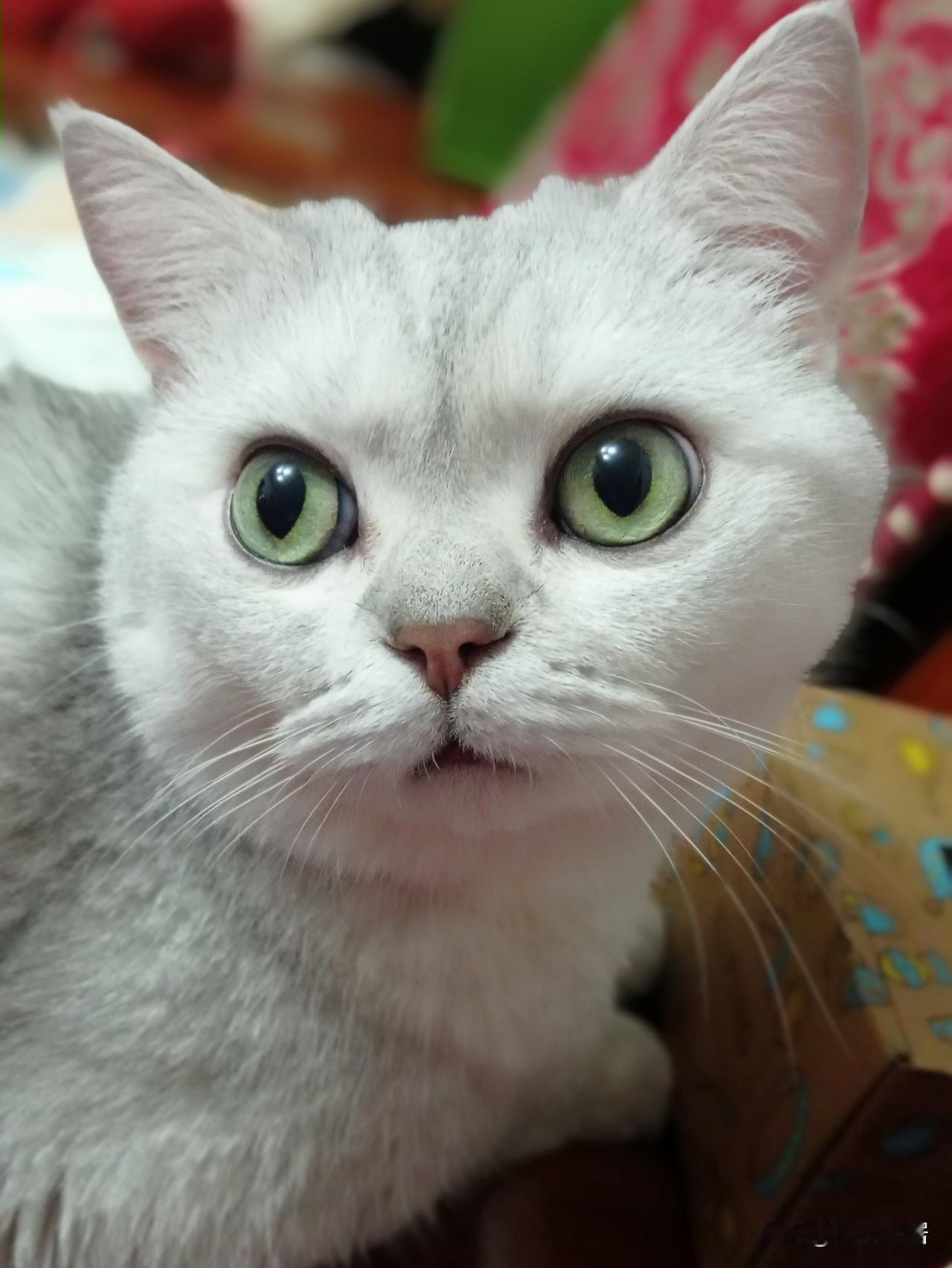 徒弟在师傅面前还敢斗狠？太不知道天高地厚了吧，花豹在猫妈妈的勇敢面前只能灰溜溜离