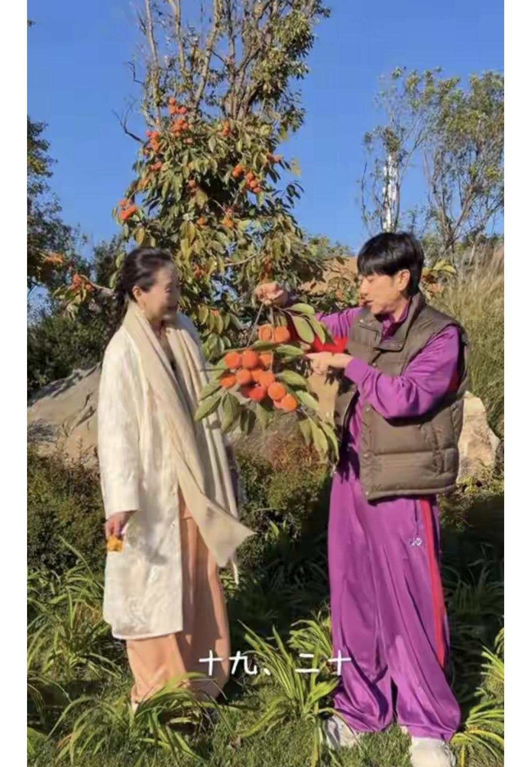 西华也是一个很喜欢劳动的女人，庄园里的80颗柿子树，不是林依轮雇佣人种的，是西华