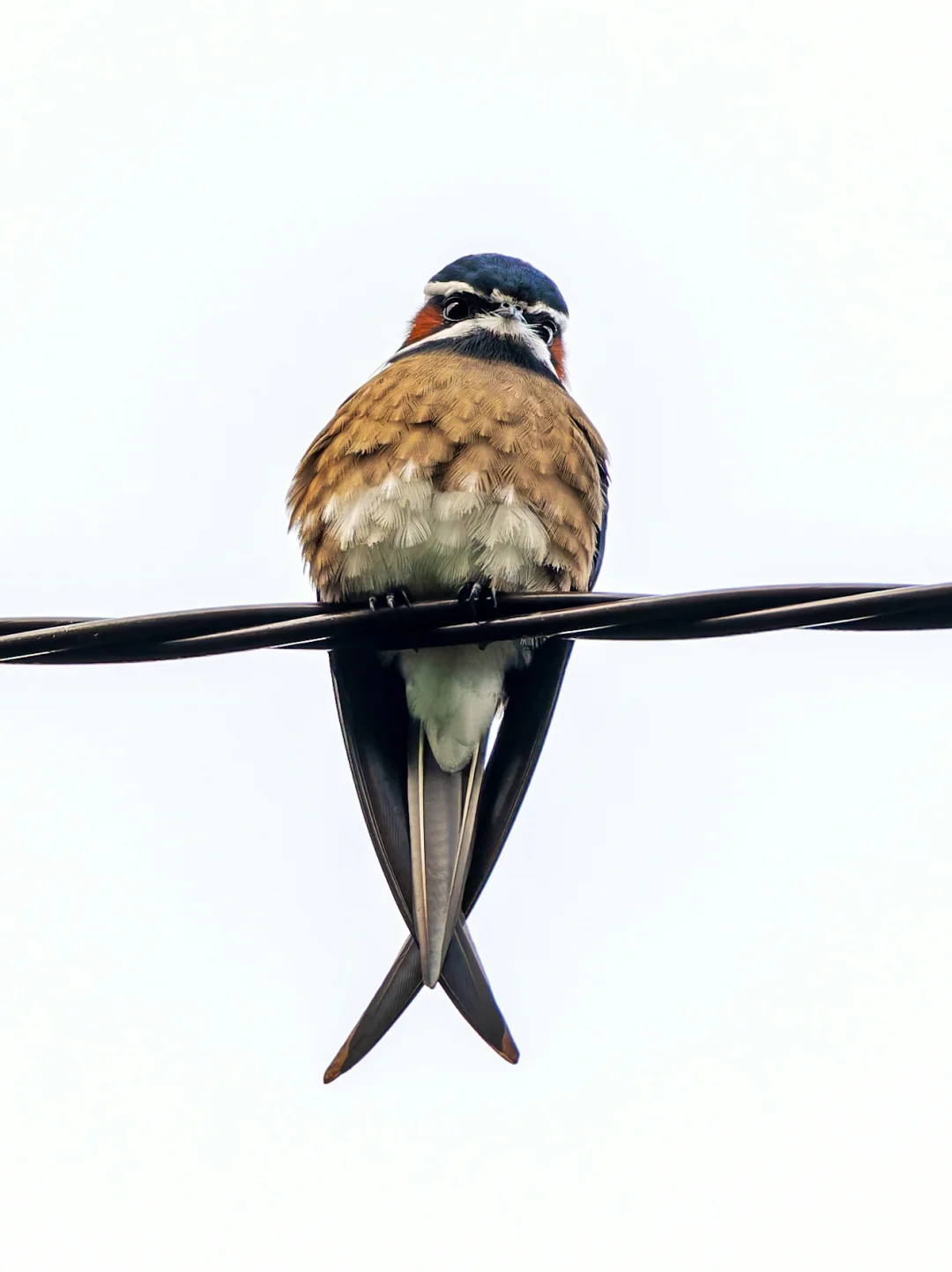 超级萌物和智慧老者的结合：小须凤头雨燕