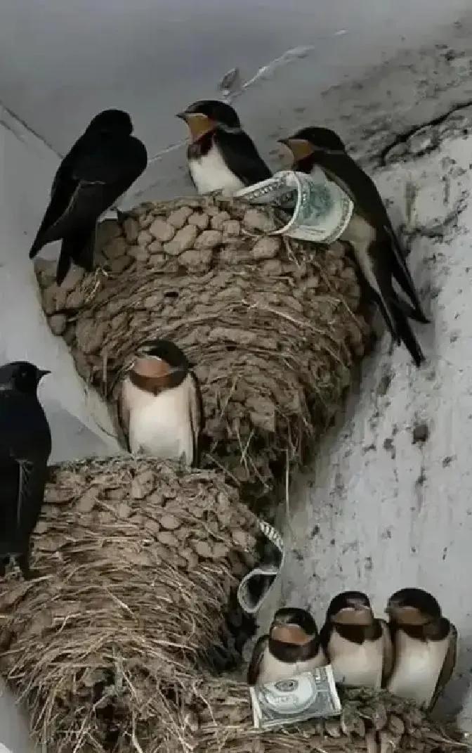 富贵人家从不筑燕子窝，早讲清其中玄机：若家中出现燕子，实则是在提醒你这2件事。