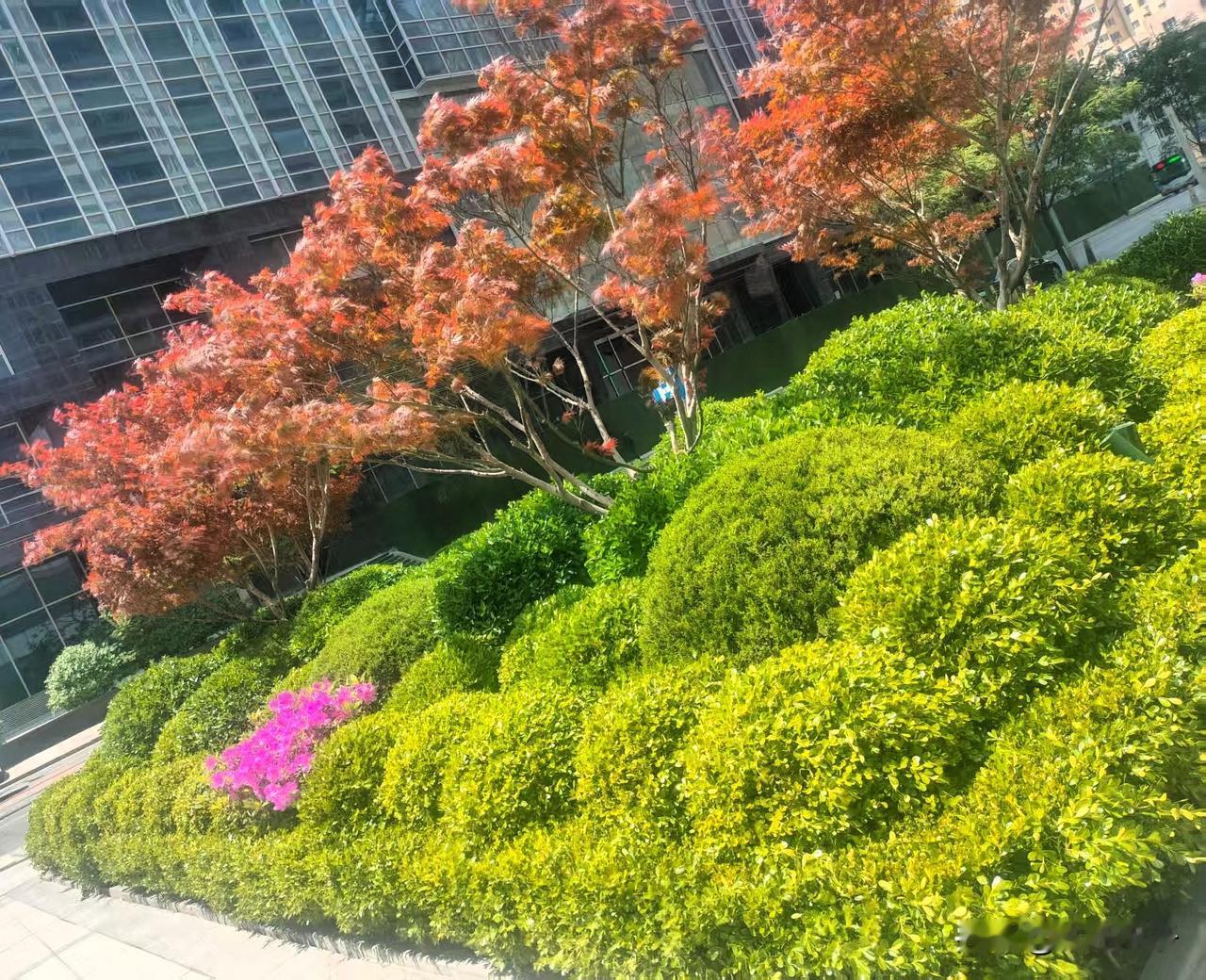 眼前的风景多美！

最近，我没有认真看看我周围的风景，今天中午吃完饭，去楼下转转