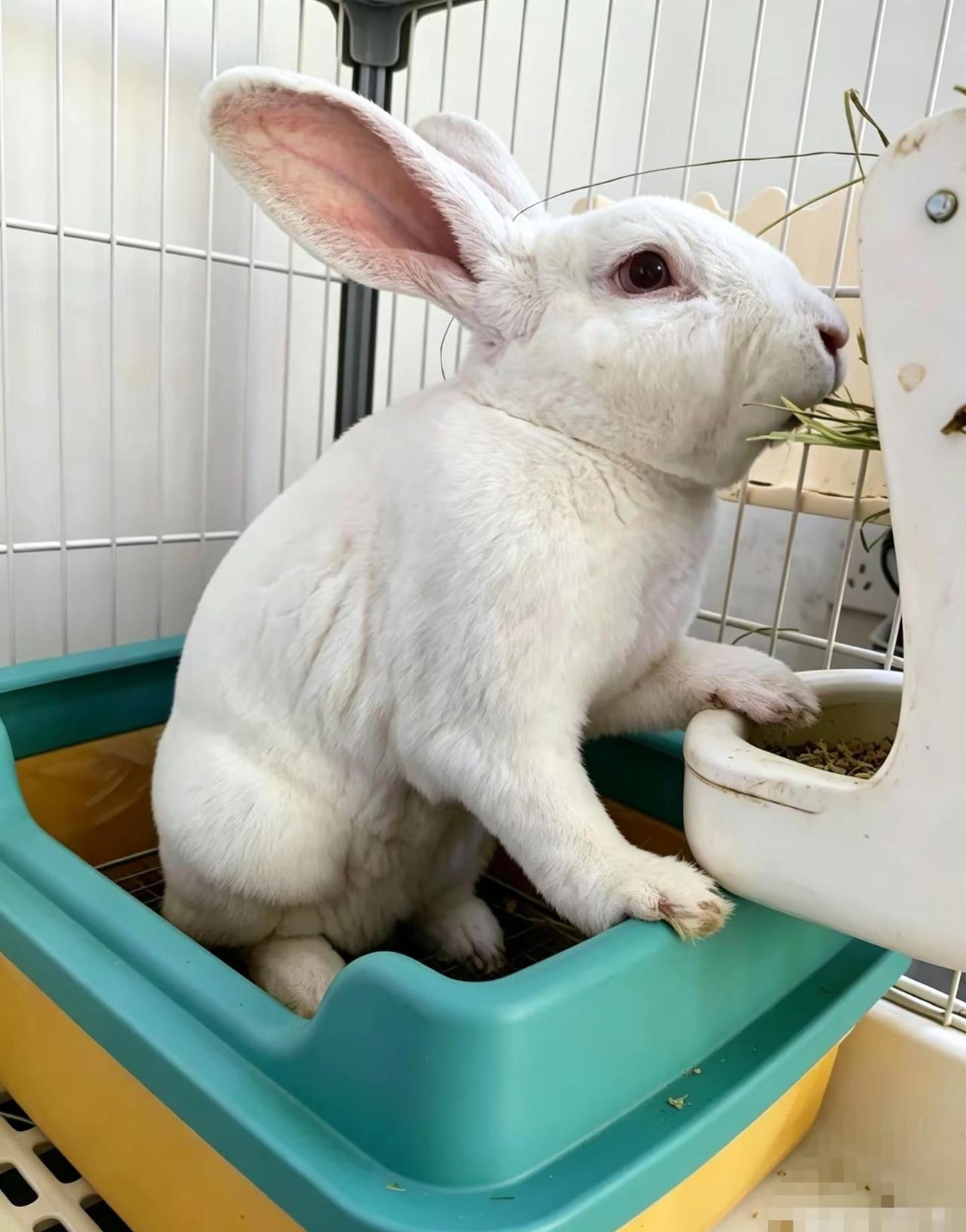 给大家澄清一个真相 🐰如果你还在纠结，是不是因为兔子臭、有体味，而犹豫要不要入