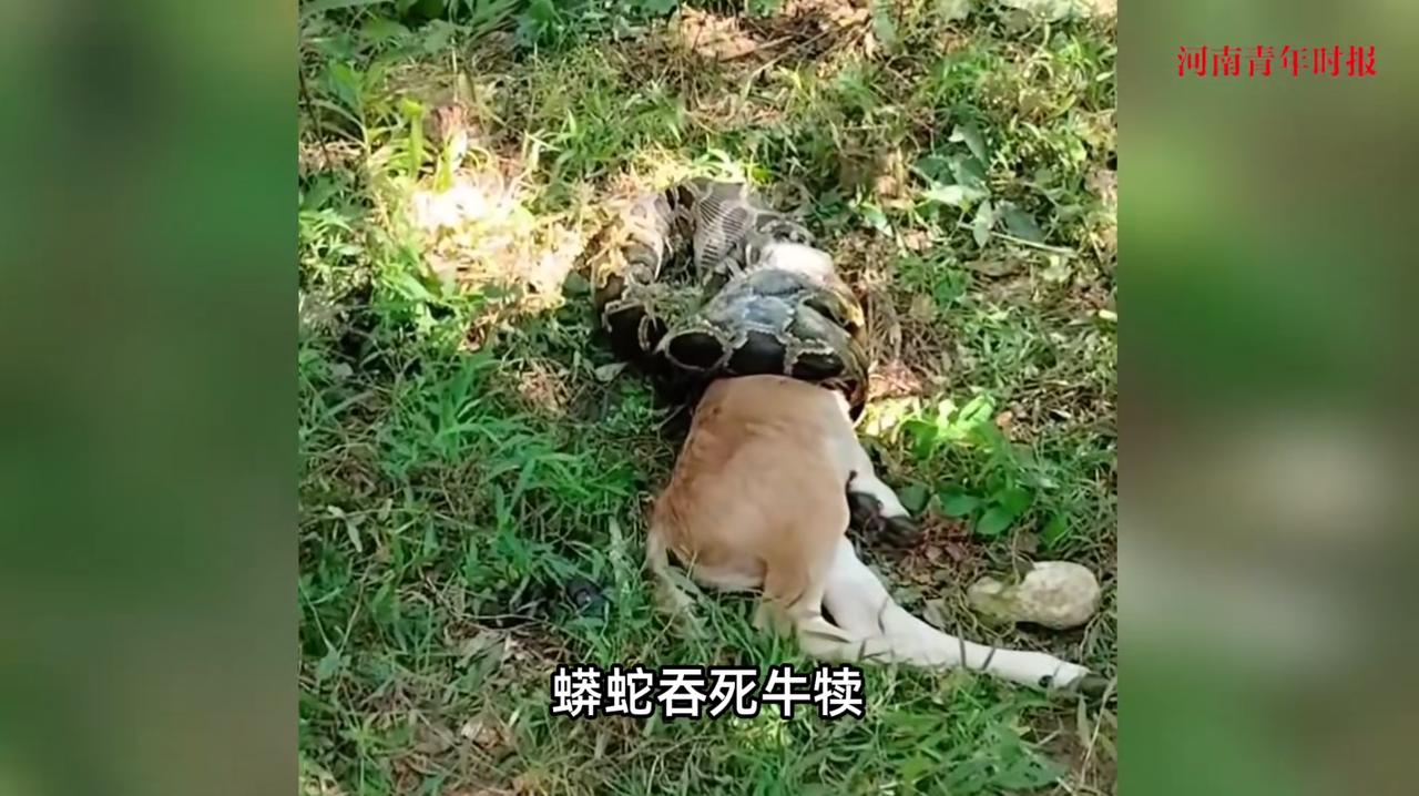 “活久见！”9月14日，广东汕尾，一村民家里的牛犊刚出生不久，没想到被一条巨大无