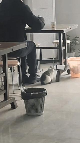 江苏，男子去一家餐馆吃饭，点了一份饺子正吃着时，店里老板娘养的小猫突然走到了他旁