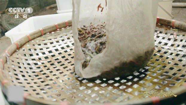 这虫子长得丑吃着却鲜掉眉毛中山滩涂藏美味禾虫，只在初一十五退潮时现身，外形怪异似