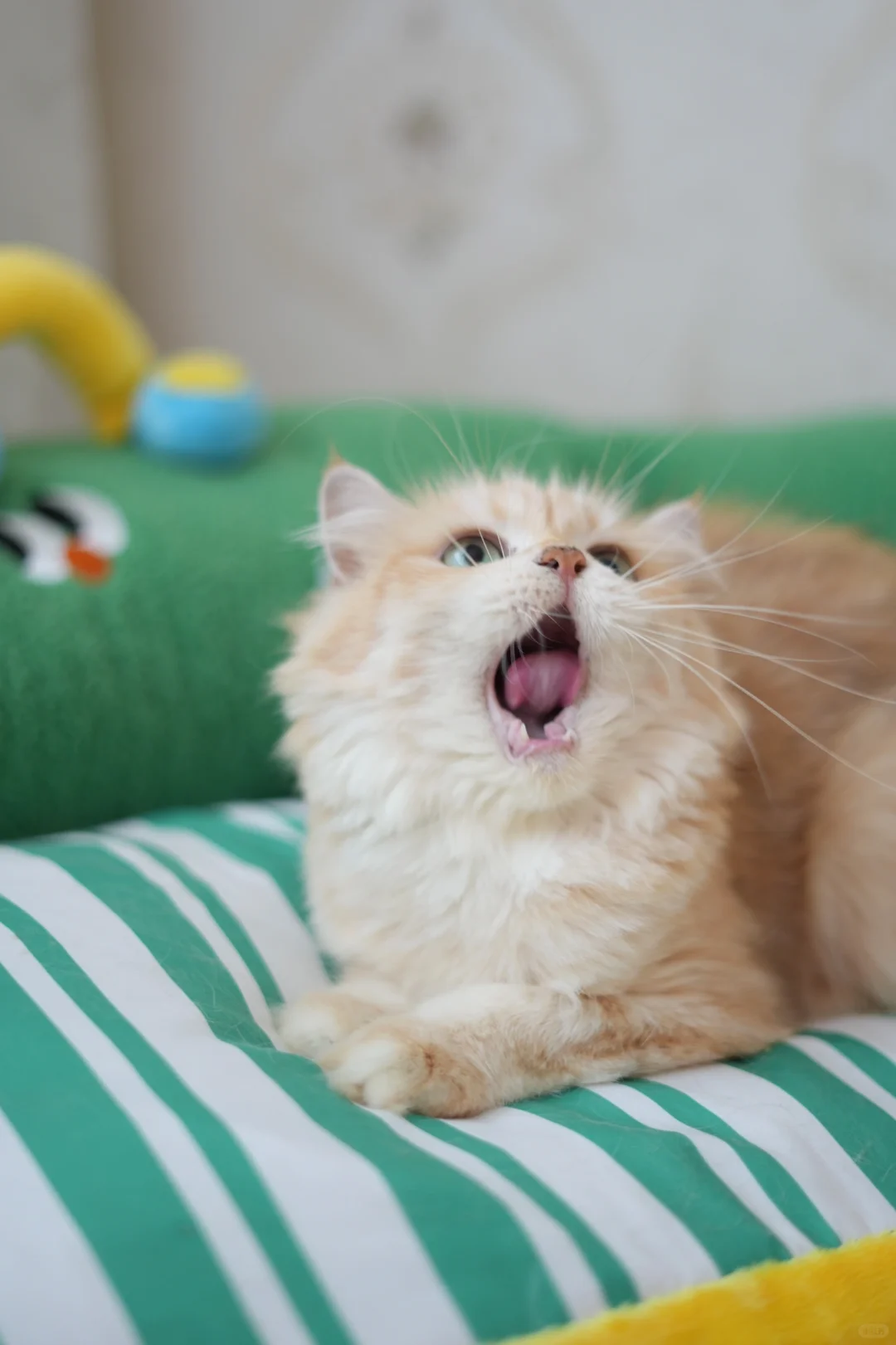 想吃的小猫咪