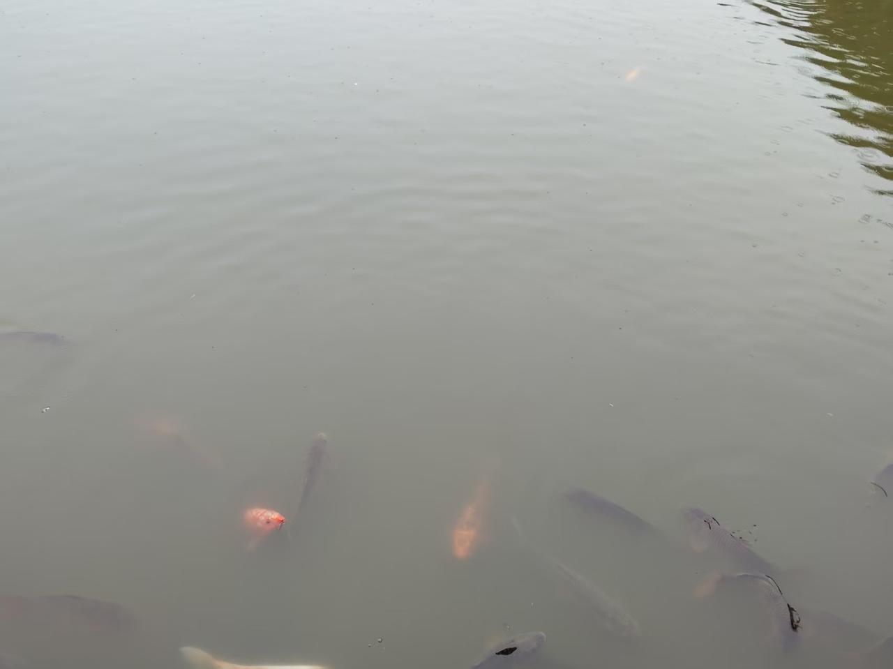 美国准备打伊拉克的时候，专家说美国不敢打，结果萨达姆坟头的树都不知道长多高了。