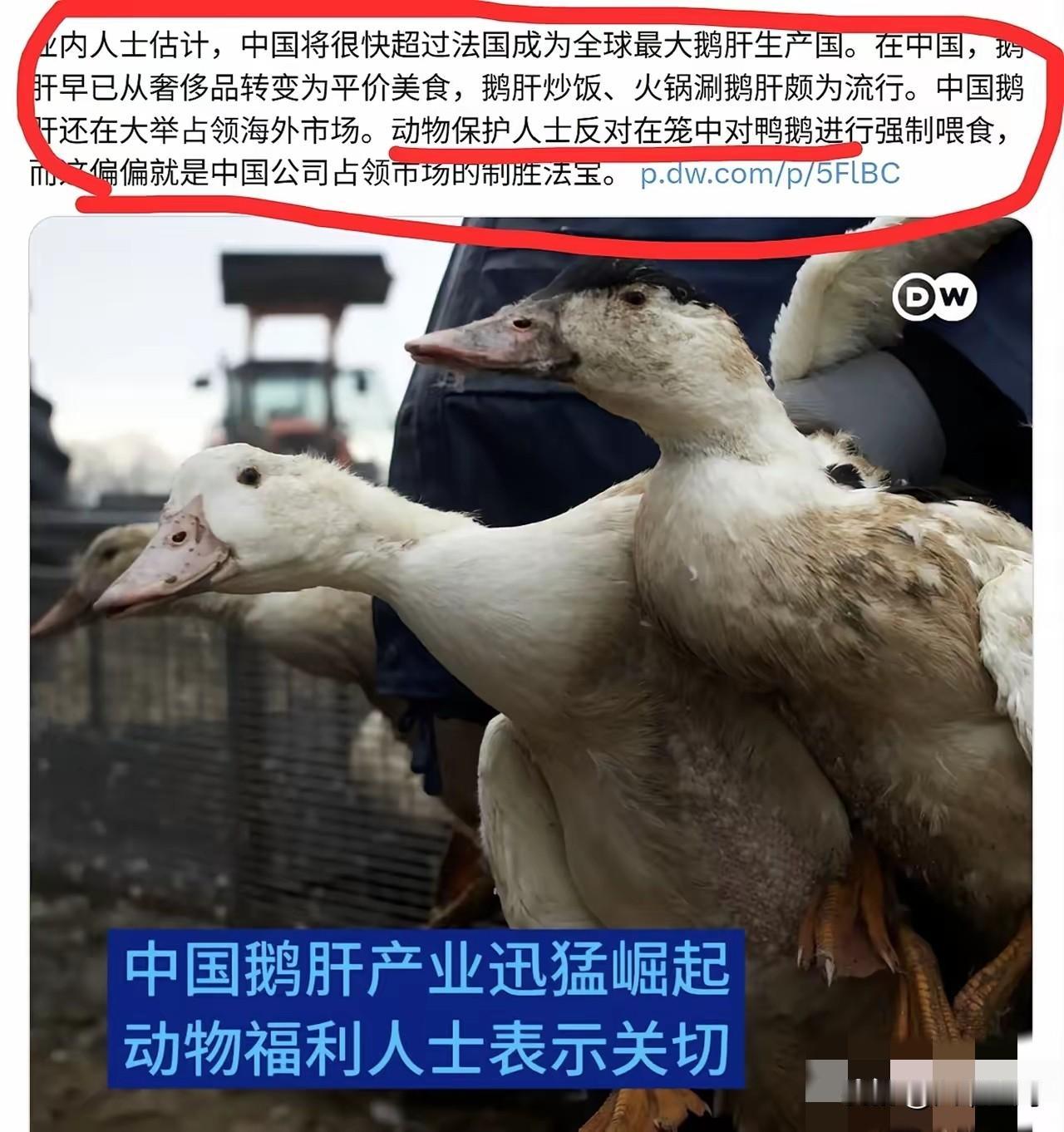 当中国鹅肝生产超过法国后，欧洲的动保组织坐不住了，开始反对我们强制喂食鹅了，其实