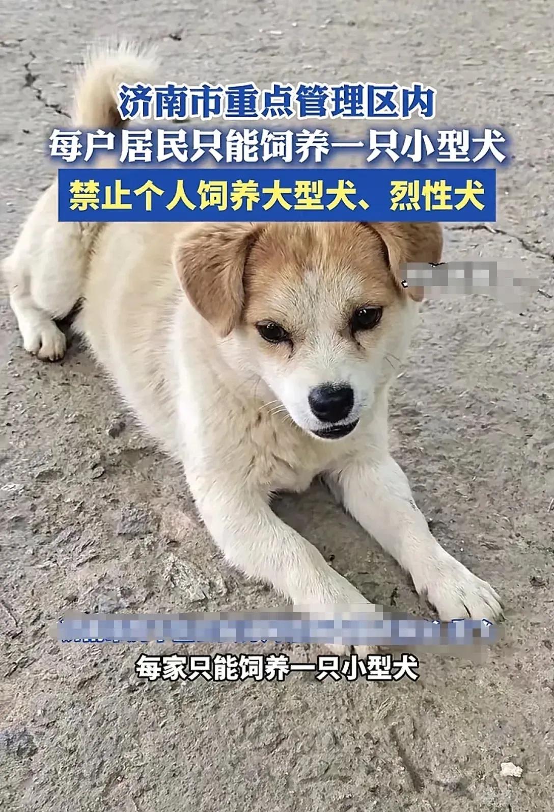 一夜间，济南养狗人的天塌了，大于40斤的狗都不让养了。


最近济南发布规定，对