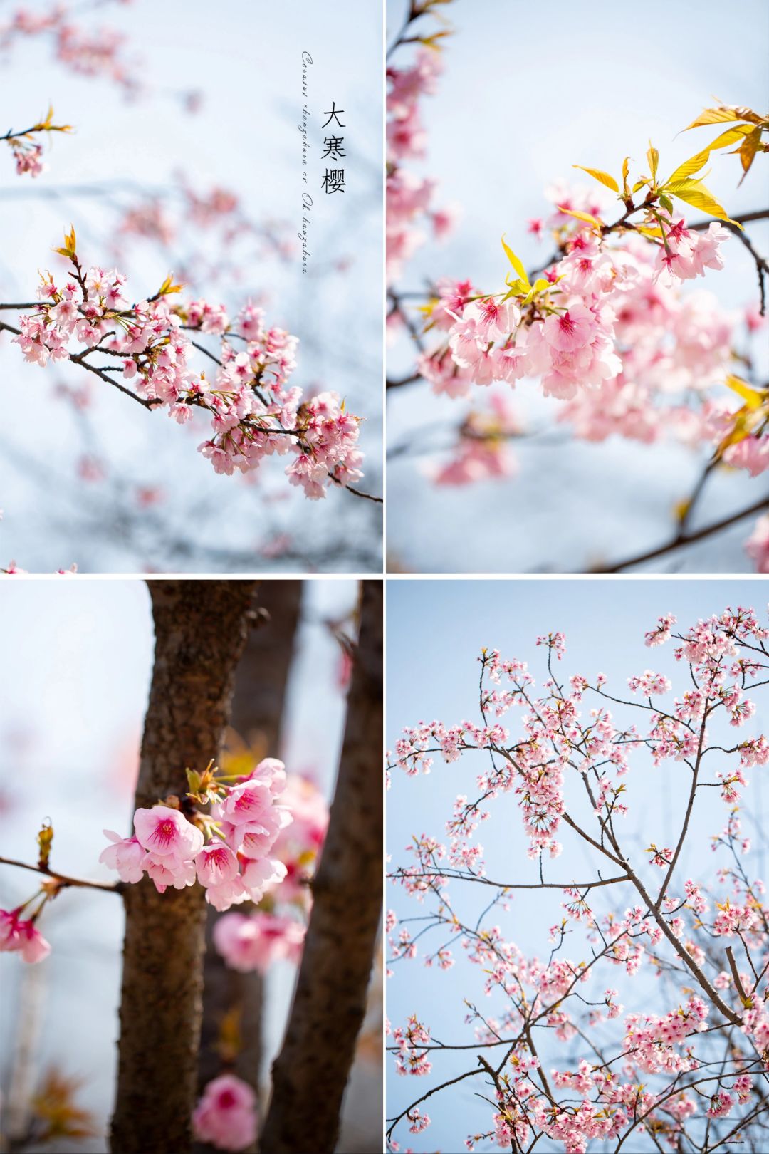 春日，樱花🌸绽放——大寒樱