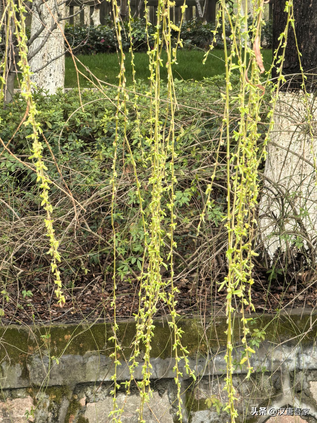 飞花令一“柳”
唐代诗人词人温庭筠诗两首
《春日野行》
雨涨西塘金堤斜，
碧草芊