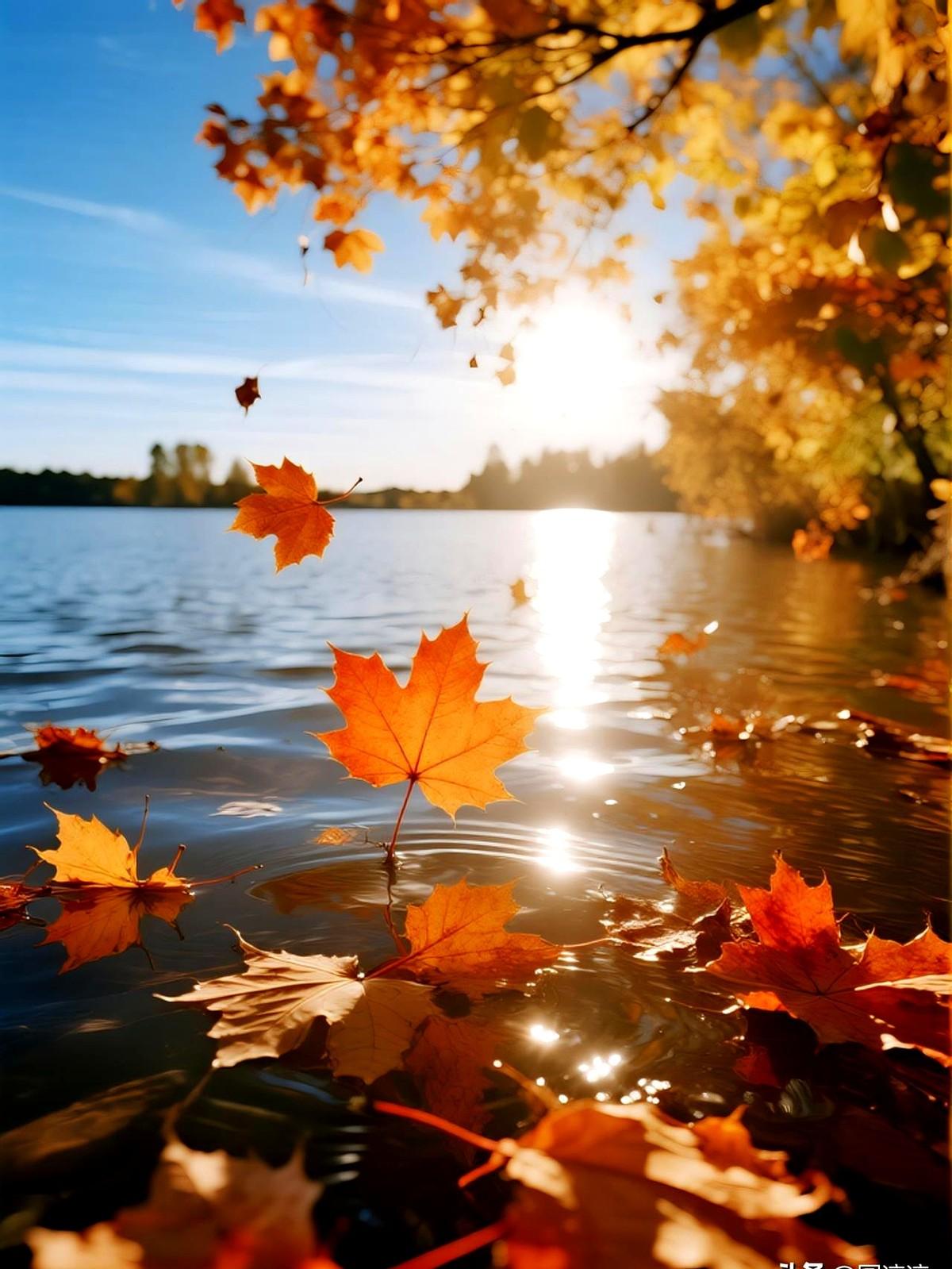 红叶最红的时候，就是它要被甩掉的那天。

没人教它“临走要体面”，它偏把花青素全