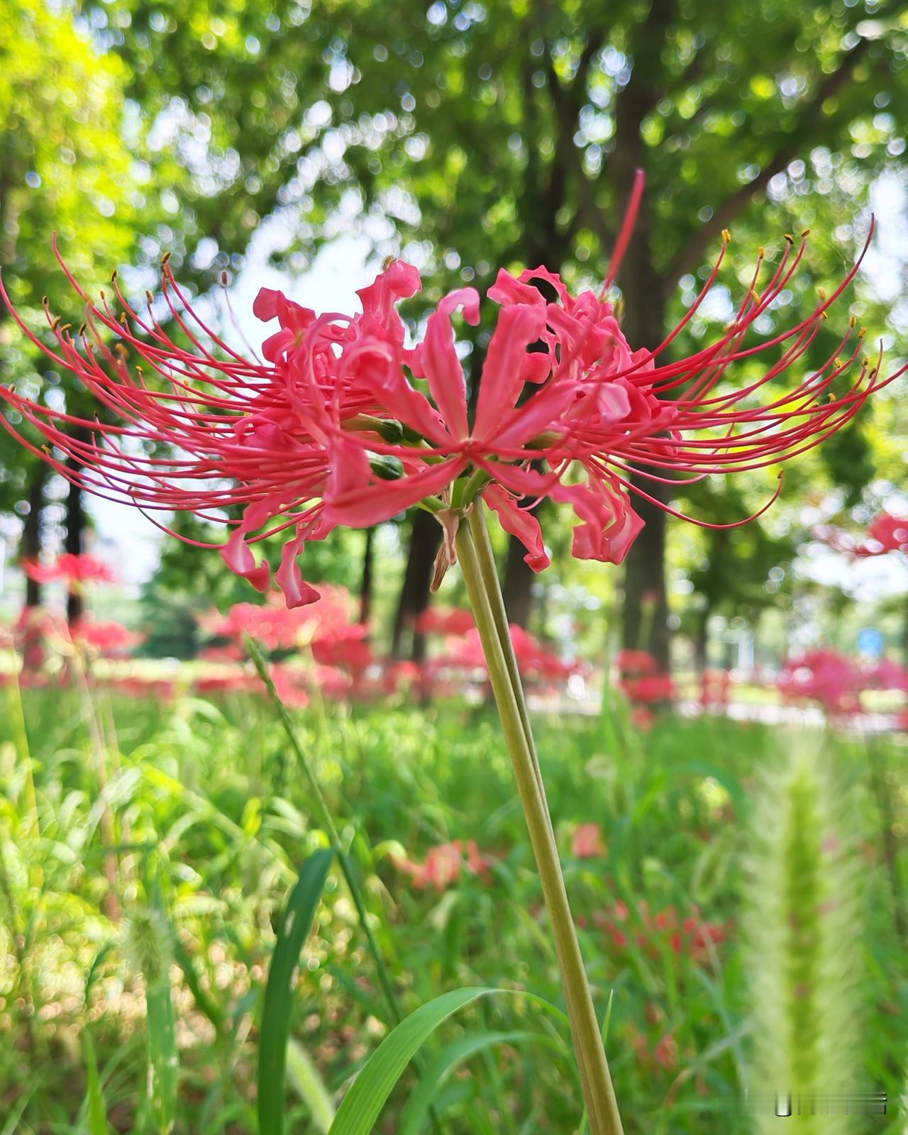 无锡街头大量出现石蒜花安徽蚌埠龙子湖东公园里，石蒜花也开了一大片。每年到这个时候