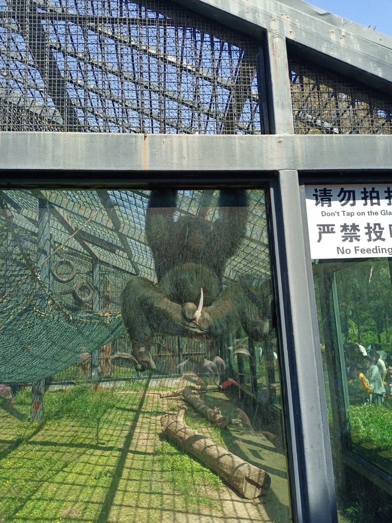 动物园的大猩猩长大了呀！