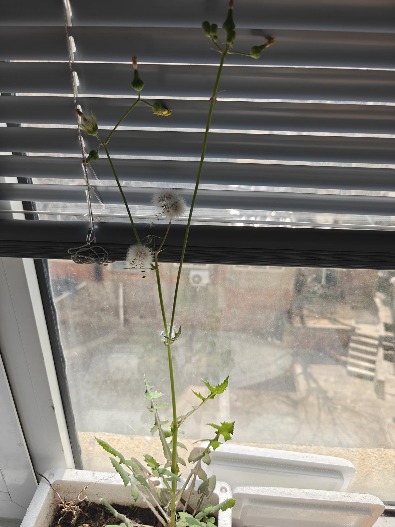 自家养的野生蒲公英[捂脸][捂脸]见过吗？见过这么多花的蒲公英吗[看]