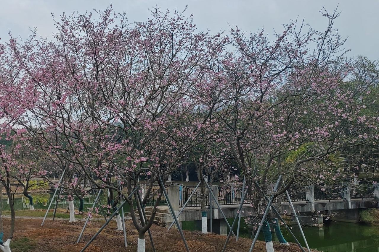 今天和朋友约好去某个樱花公园看晚樱花，遇上大雾天气，看了个朦胧。本来这个樱花公园