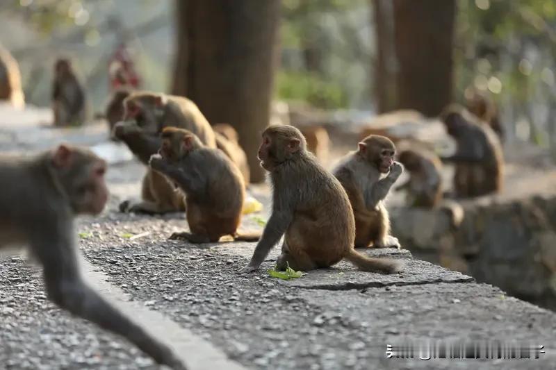 黔灵山猴群下山对游客影响可不小。黔灵山原本有1200多只猴子，以往靠游客和爱心人