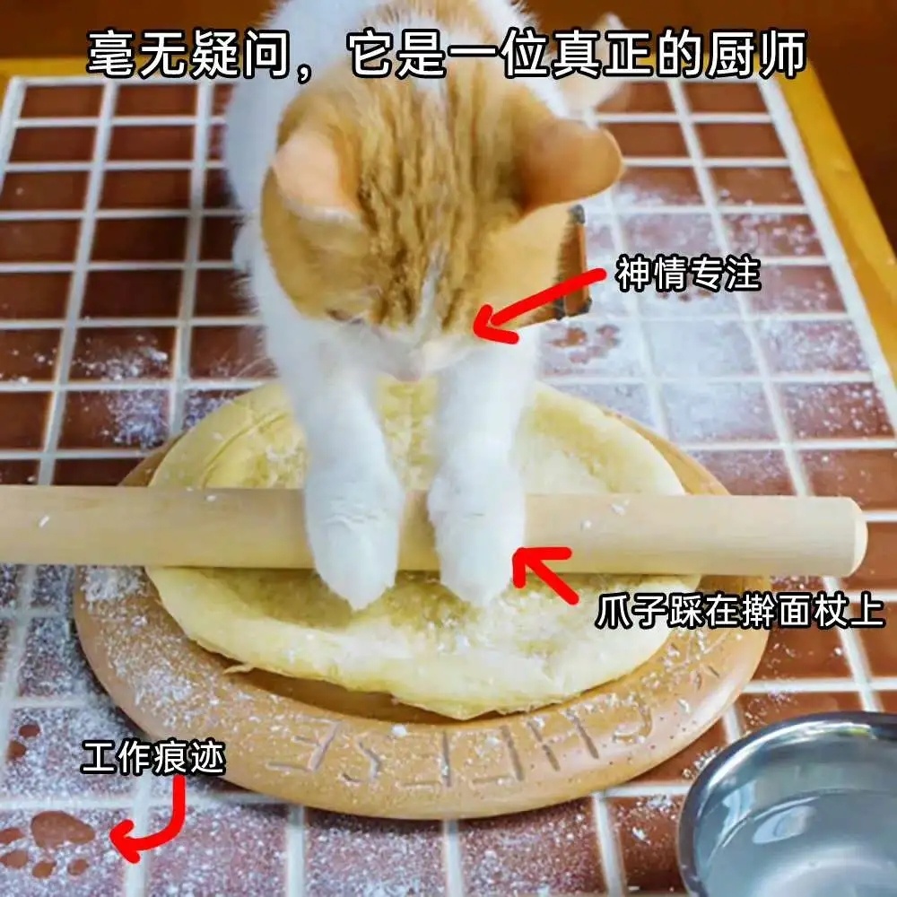 这是一只有猫饼的大厨！猫meme /meme ​​​