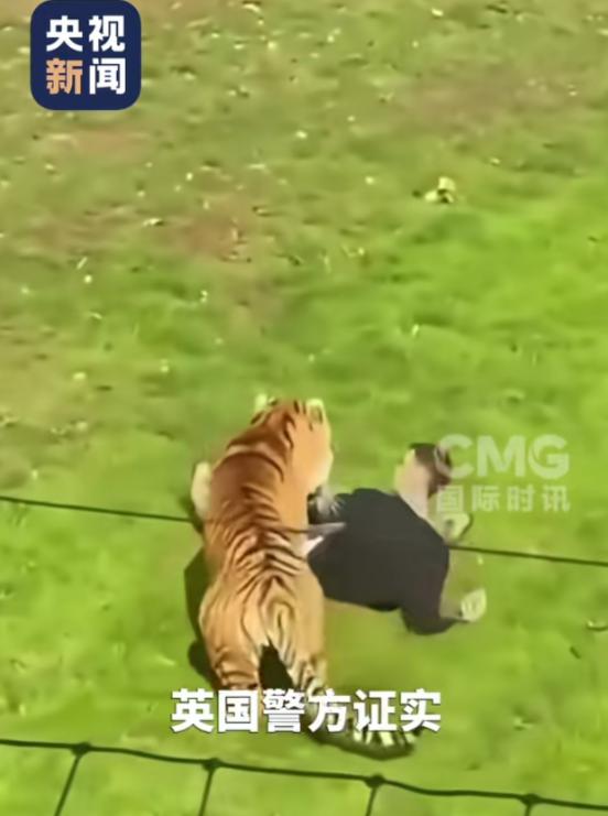 这年月还真有不要命的一个大活人翻进老虎园，当着满场游客的面跟东北虎对峙，还伸手指