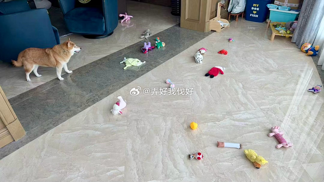嗯，我知道这不是你干的……随手拍萌宠的日常