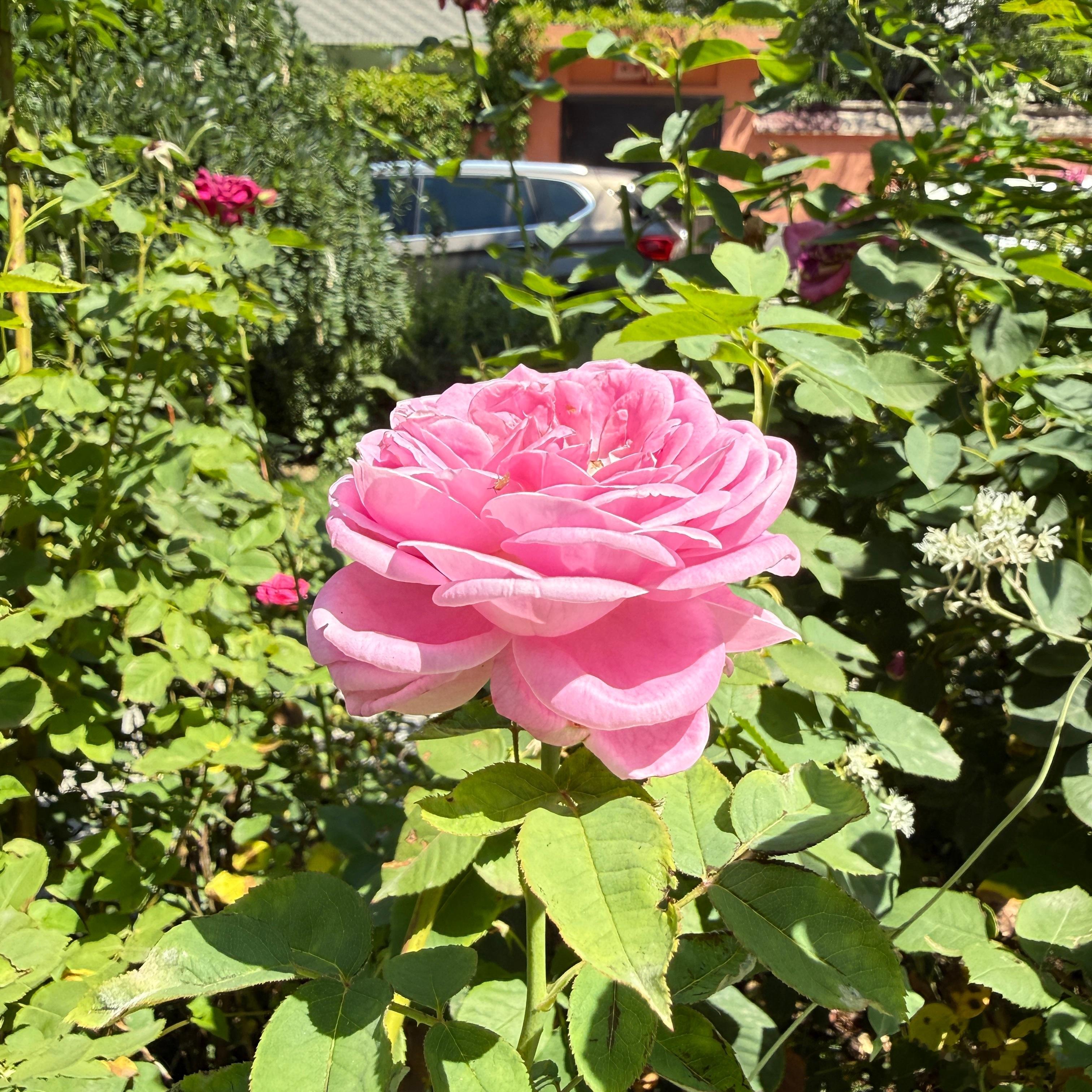 花儿朵朵开 