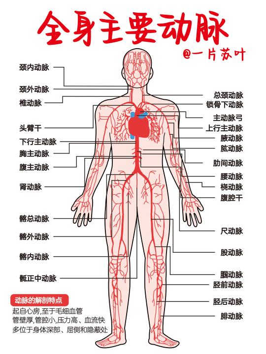 手写笔记✅全身主要动脉图解‼️