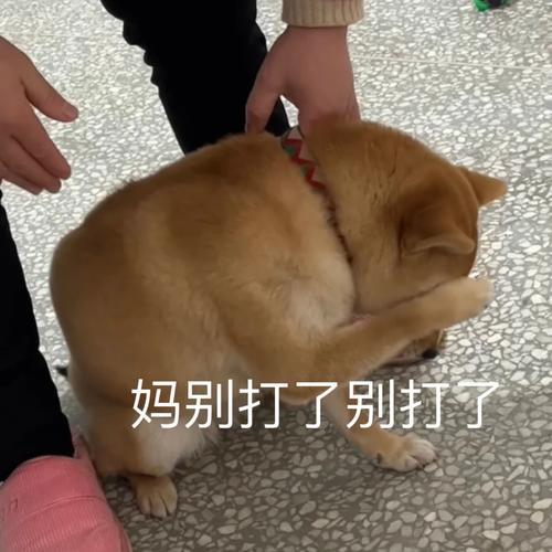 因徇私被贬的金朝宰辅，擅长不动刑而断案，蒙军破城时慷慨自尽

1221年，金宣宗