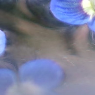 0000阿拉伯婆婆纳种植1、土壤要求：阿拉伯婆婆纳适应性较强，但更喜欢生长在疏松