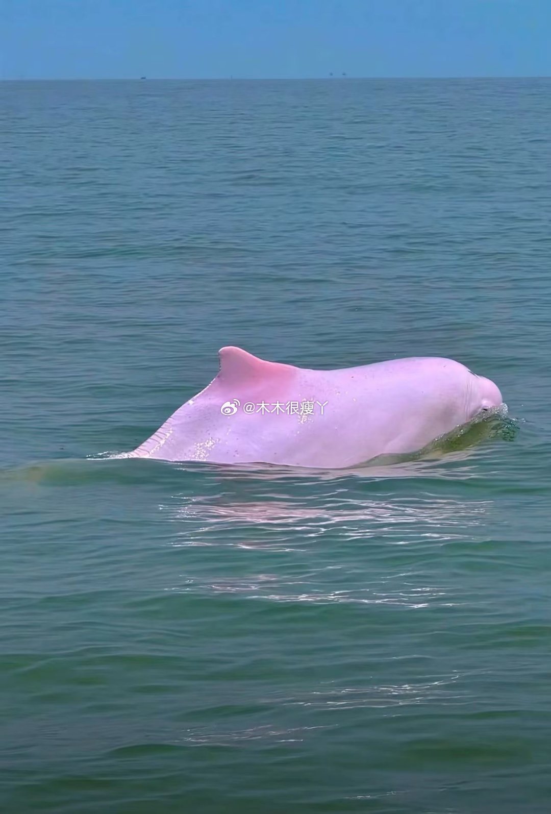 在海面撞见这抹梦幻粉，是中华白海豚跃出的温柔瞬间✨。澄澈蓝浪托着粉白身影，像把春