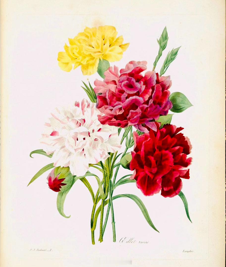 比利时画家Pierre-Joseph Redouté是西方艺术史上最杰出的花卉画