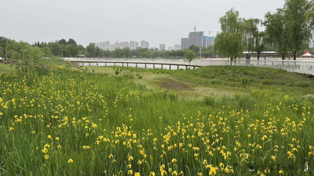 五一假期雨中漫步，坐公交车到韦曲南下车，走到长安城市公园，公园里的花儿是真漂亮啊