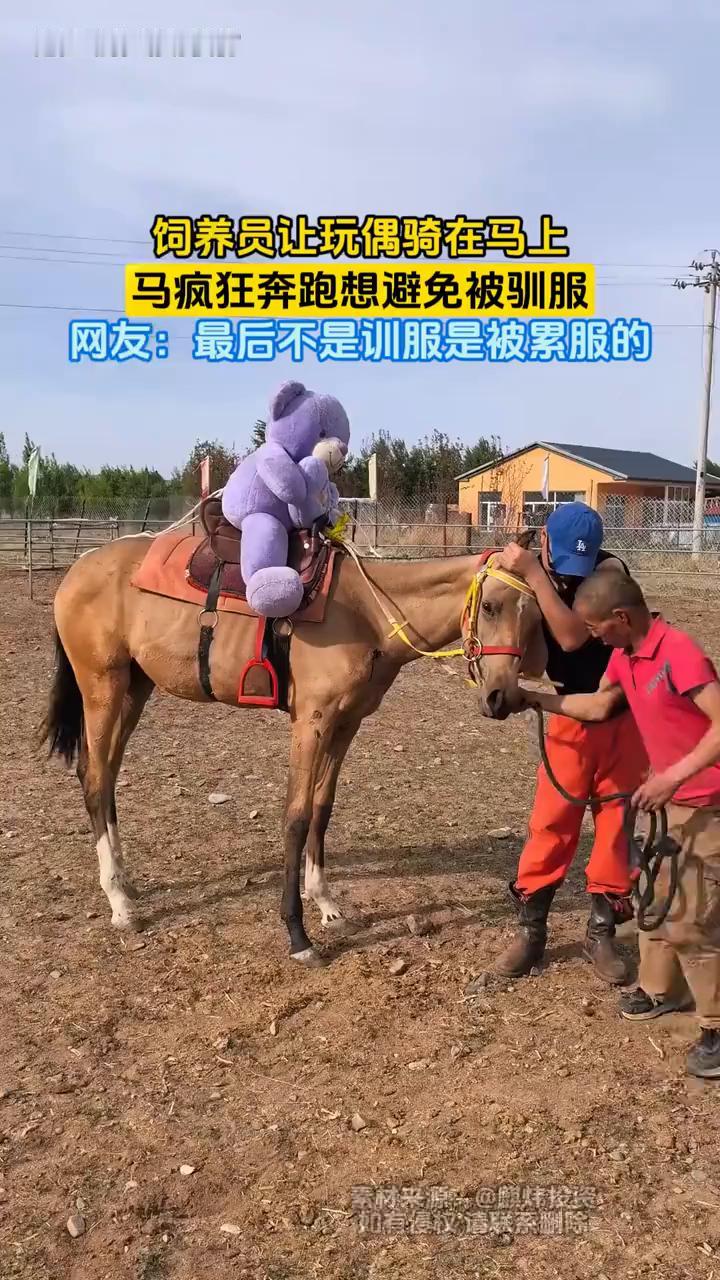 饲养员让玩偶骑在马上，马疯狂奔跑想避免被驯服。网友：最后不是训服是被累服的。
素