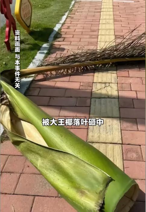 一片叶子能把人砸成十级伤残？
我今天看到珠海中院这个案子，第一反应跟你一样：太离