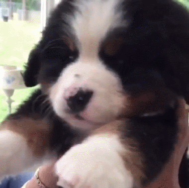 第五人格[超话] 最近在第五人格消费什么了 