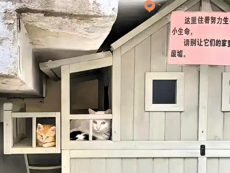 小姐姐出差5天，给流浪猫搭的爱心小木屋竟被拆成一地碎板！
 
自费买保温垫、天天