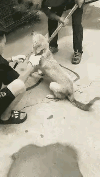 这个狗狗非常无助

不知什么原因，狗主人不想养狗狗了，把狗狗卖给了狗贩子，狗主人