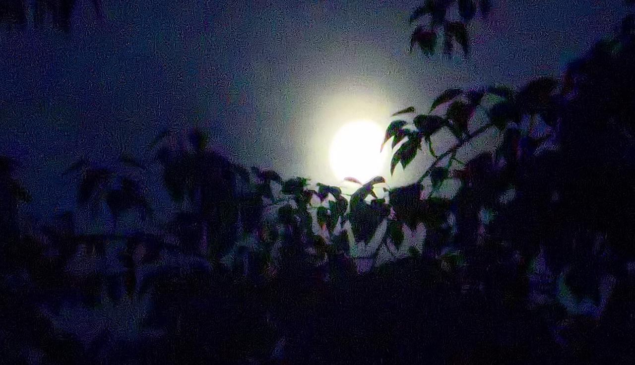 月亮挂在树梢上，夜晚好宁静。