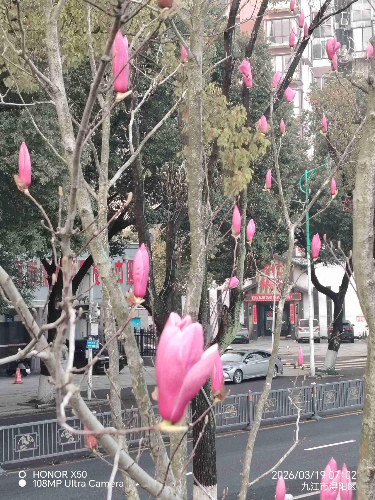 我的今日状态：😁轻松愉快
我这里的天气：🌤️多云3月19日长江岸边晨练赏玉兰