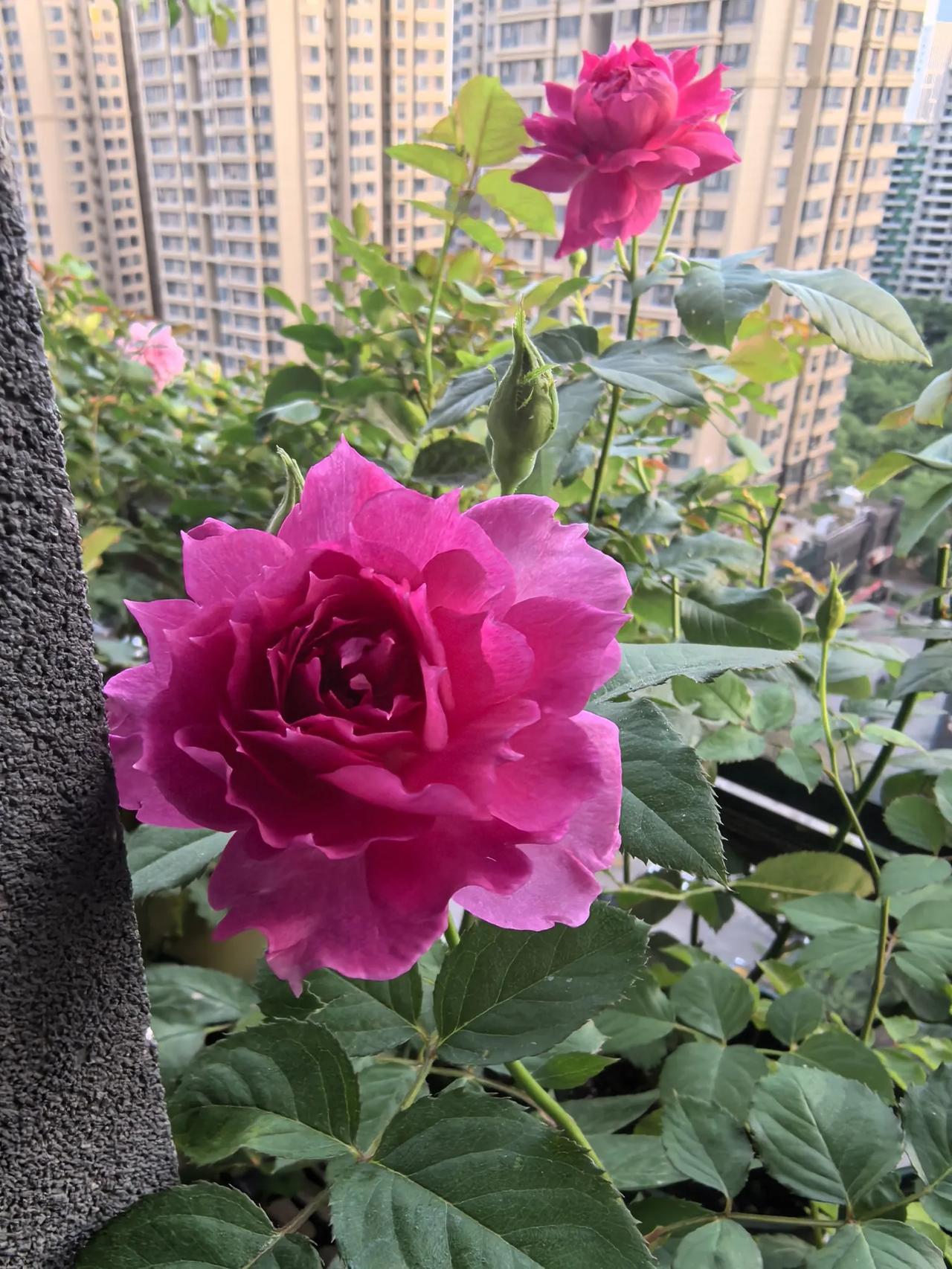 阳台月季最优秀的品种出现了！
不是果汁阳台，
不是海神王阳台，而是这个大家很少种