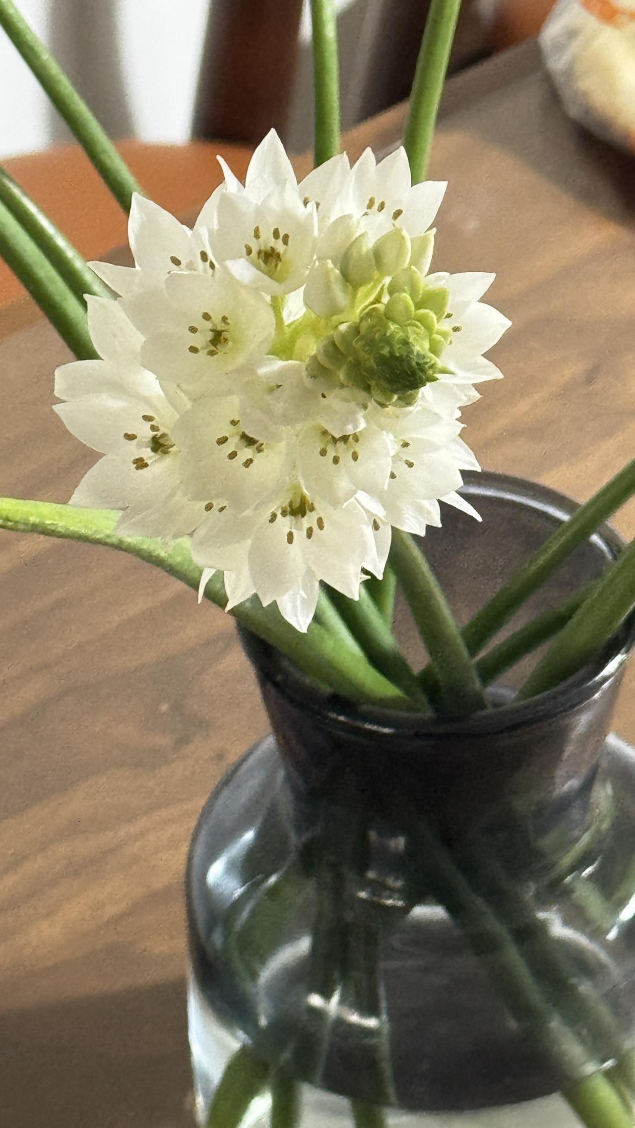 violacea，别名圣心百合、伯利恒之星），正盛放在居家餐桌旁，为生活增添了一