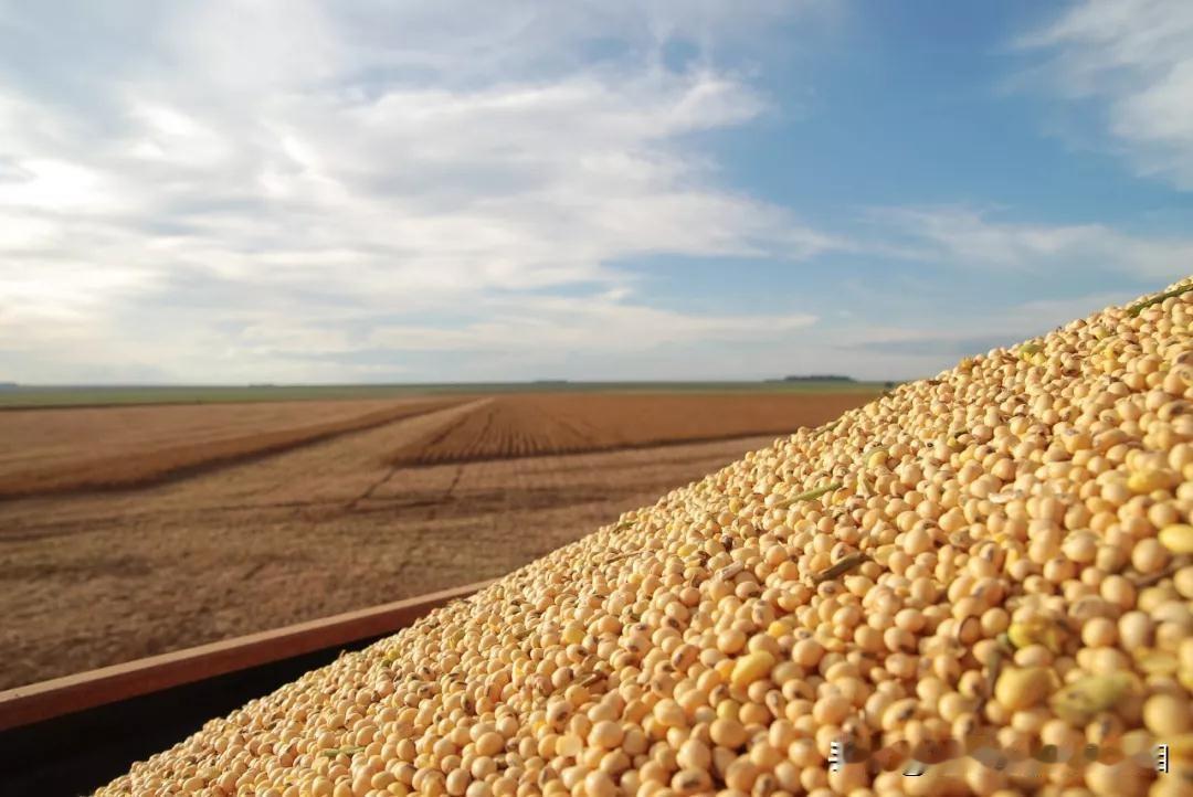 中国已购买美国大豆？外交部回应从大战略上看，买适量美国大豆，让特朗普继续为祸美国