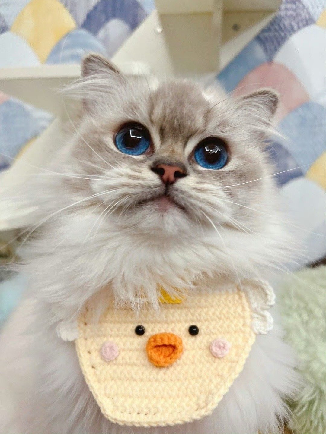 中秋节决定给海藻退役了她只喜欢和猫猫玩，不喜欢生孩子，不想再耽误她，早一点去新家