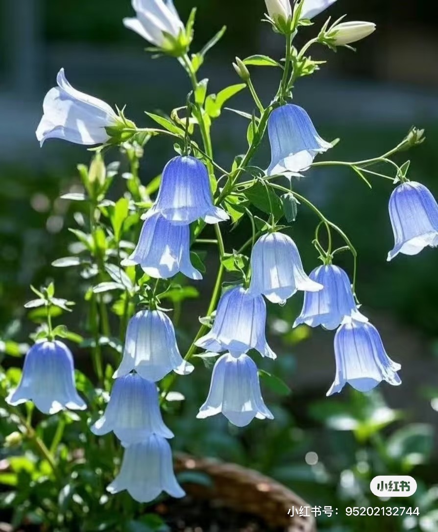 风铃草的日常种植养护秘籍寓意：风铃草象征温柔、健康、感恩、创造力。喜欢它的人富有