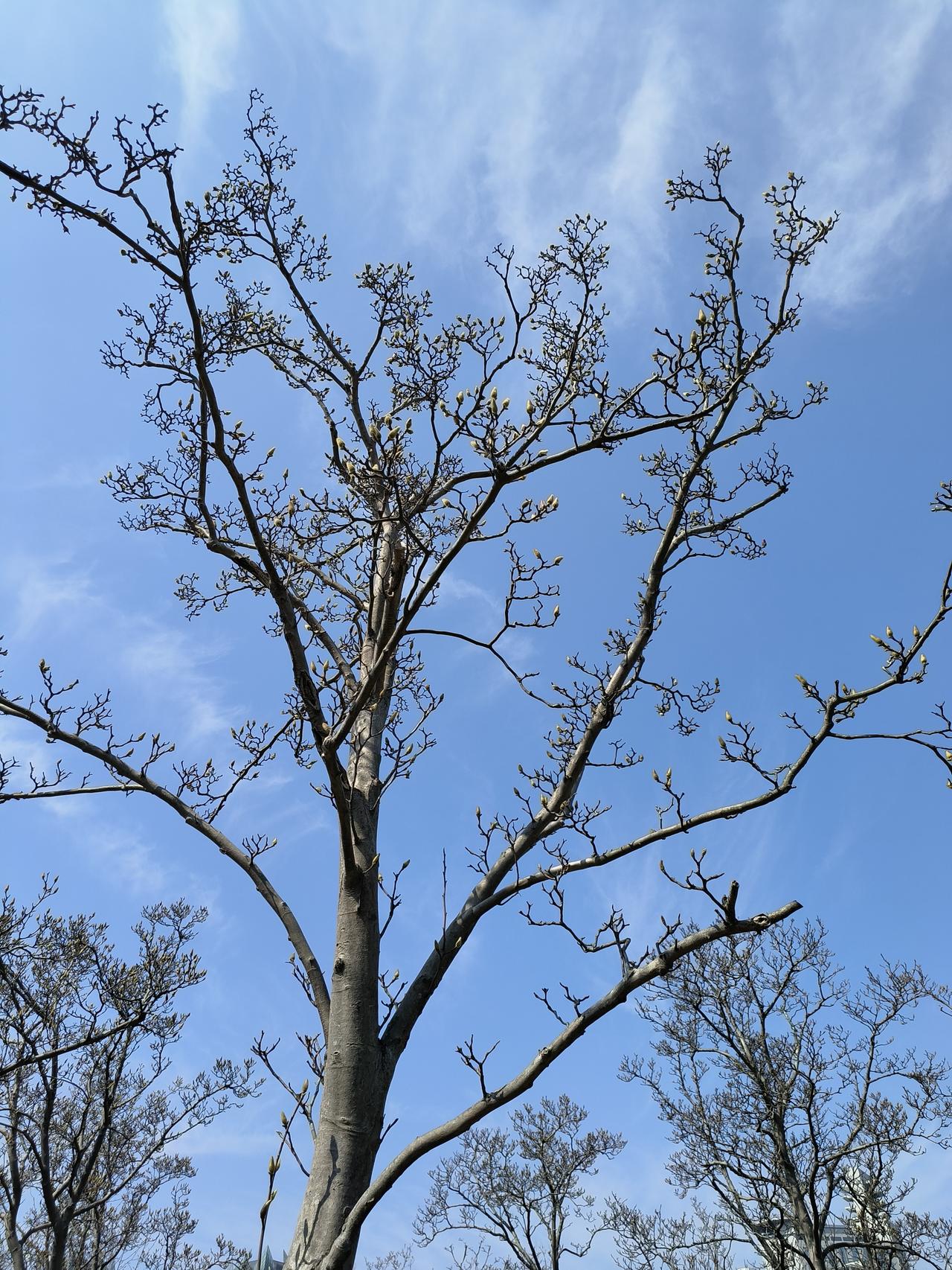 春日随手拍实景图分享！

拍摄时间～2025.3.2

拍摄地点～浦东世纪公园