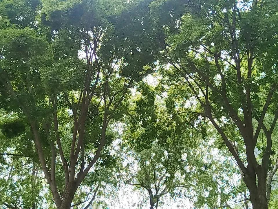 发一张你相册最近拍的花