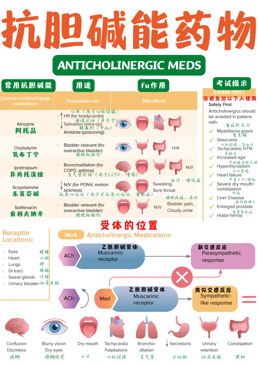 备考RN/抗胆碱能药物！！学！！单词