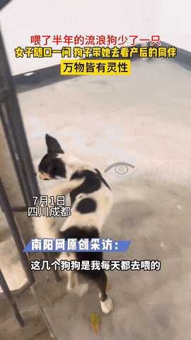“万物皆有灵！”四川成都，一女子向像往常投喂小区附近的两只流浪狗，可喊了半天，只