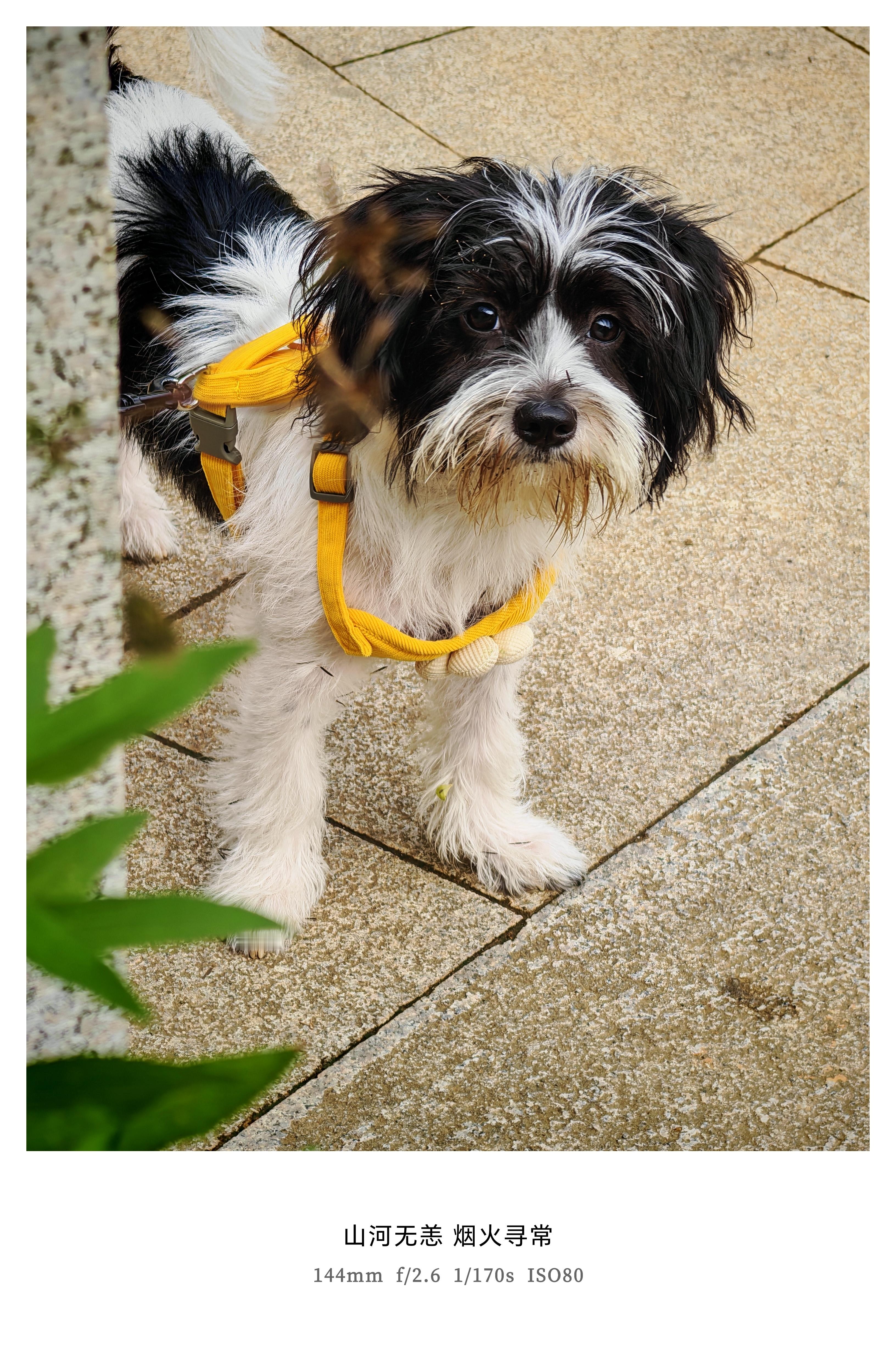 羡慕别人家的安静萌宠，我家这只潦草狗狗进了山，就成野狗了，如果不是有绳子的羁绊，