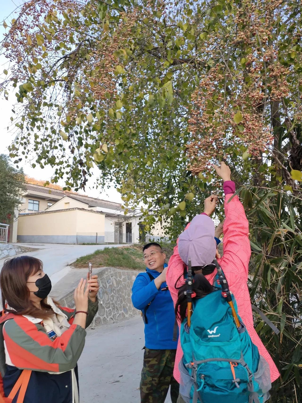 都说人无千日好，花无百日红
问老乡，说，树花就叫百日红
如果冬日还红，又岂止百日