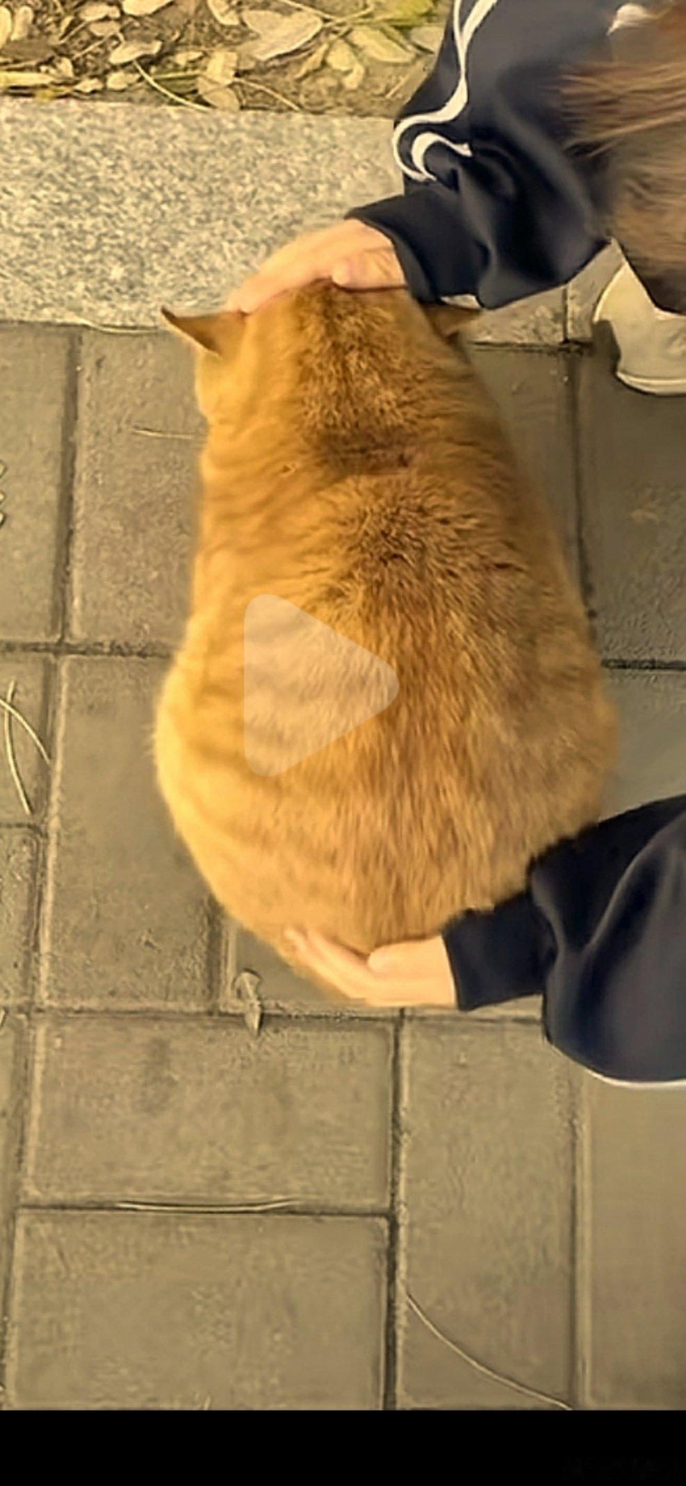 #小猫太胖是会被嘲笑的#一大坨胖猫猫真的太可爱了。 ​​​